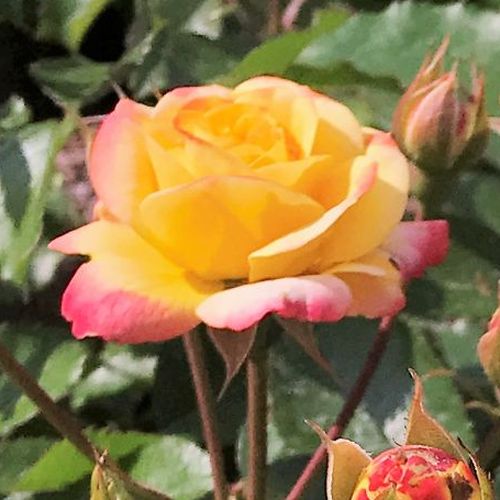 Rosa Firebird ® - sárga - piros - virágágyi floribunda rózsa
